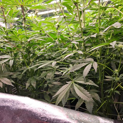 Grape Mint Cookie  growlog timeline photo