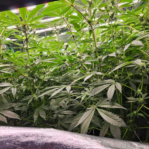 Grape Mint Cookie  growlog timeline photo