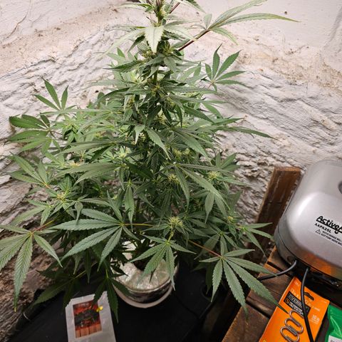 Vibes #3 growlog timeline photo
