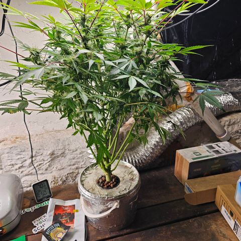 Vibes #3 growlog timeline photo