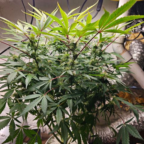 Vibes #3 growlog timeline photo