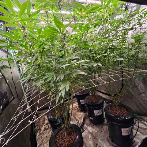 Grape Mint Cookie  growlog timeline photo