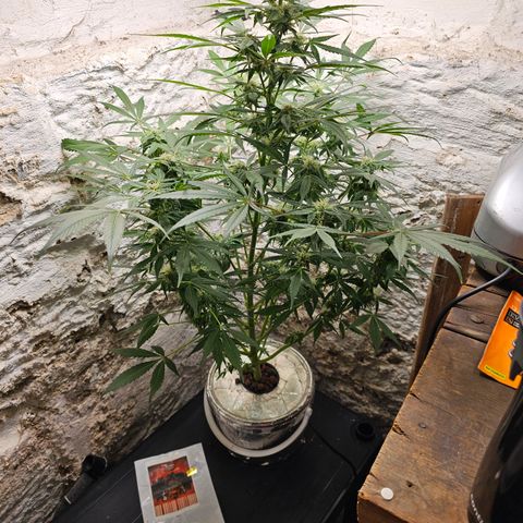 Vibes #3 growlog timeline photo