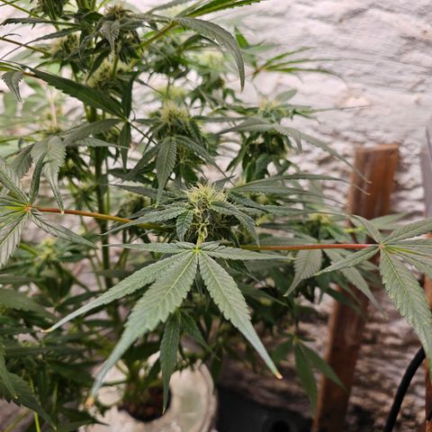 Vibes #3 growlog timeline photo