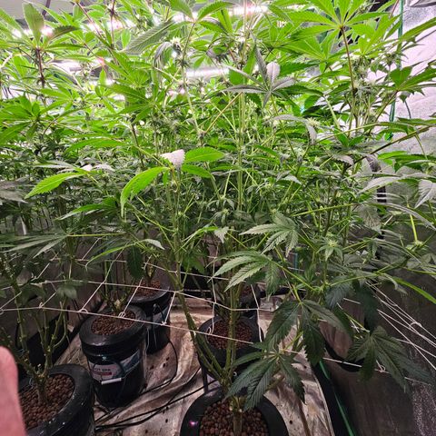 Grape Mint Cookie  growlog timeline photo