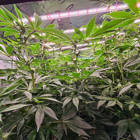Grape Mint Cookie  growlog timeline photo