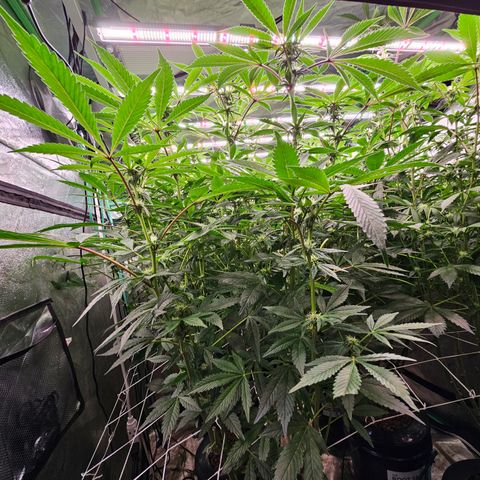 Grape Mint Cookie  growlog timeline photo