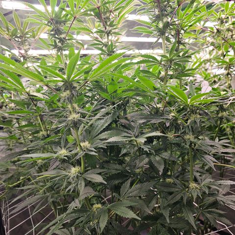 Grape Mint Cookie  growlog timeline photo