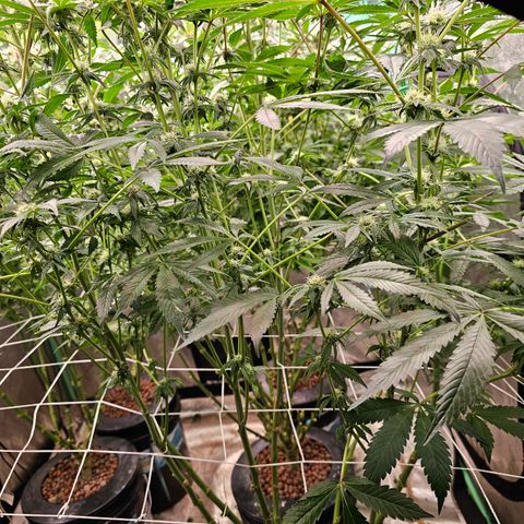 Grape Mint Cookie  growlog timeline photo