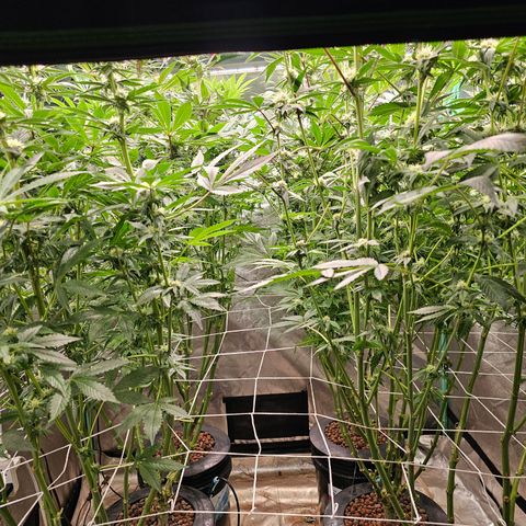 Grape Mint Cookie  growlog timeline photo