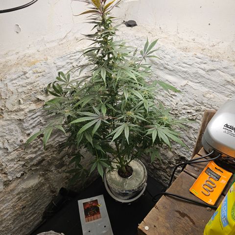 Vibes #3 growlog timeline photo