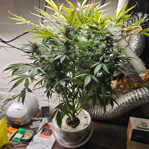 Vibes #3 growlog timeline photo