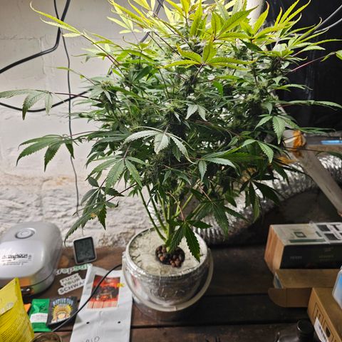 Vibes #3 growlog timeline photo
