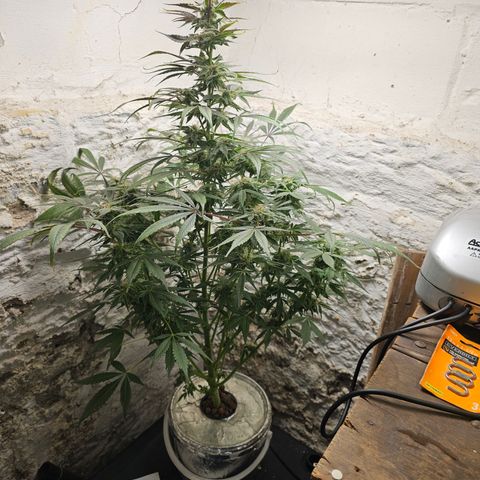 Vibes #3 growlog timeline photo