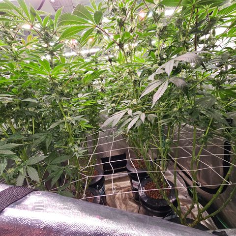 Grape Mint Cookie  growlog timeline photo