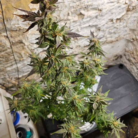 Vibes #3 growlog timeline photo