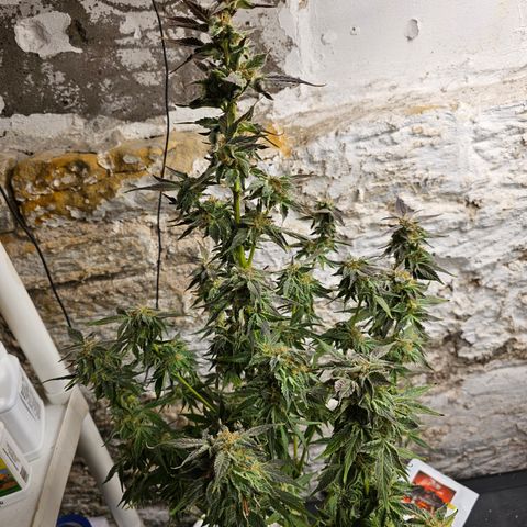 Vibes #3 growlog timeline photo
