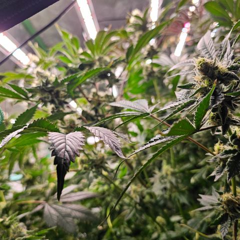Grape Mint Cookie  growlog timeline photo