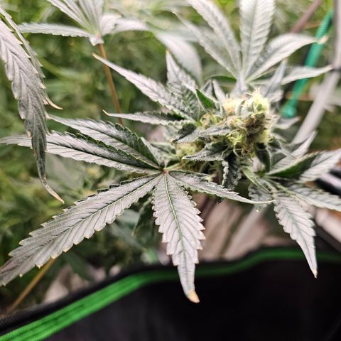 Grape Mint Cookie  growlog timeline photo