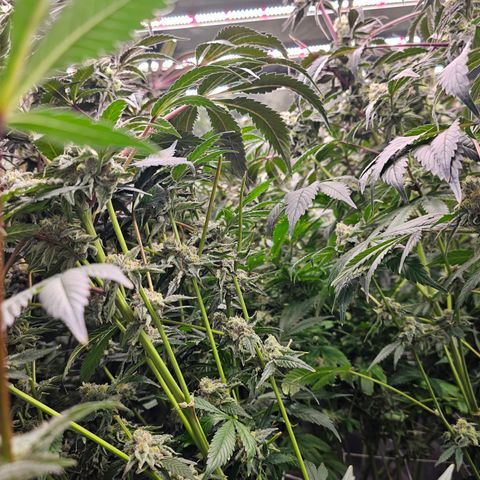 Grape Mint Cookie  growlog timeline photo