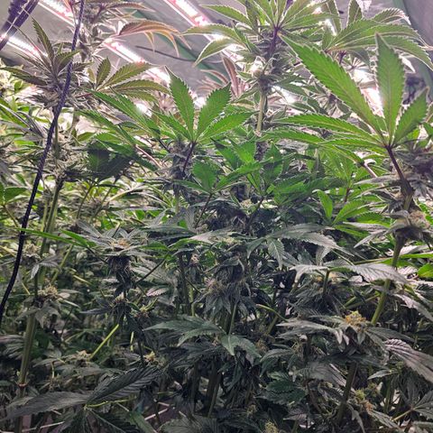 Grape Mint Cookie  growlog timeline photo