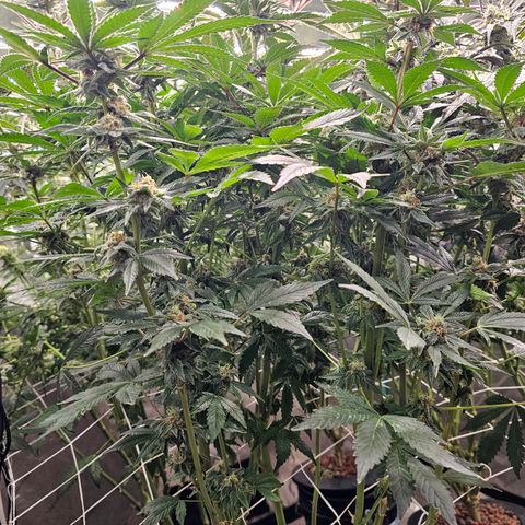 Grape Mint Cookie  growlog timeline photo