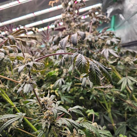 Grape Mint Cookie  growlog timeline photo