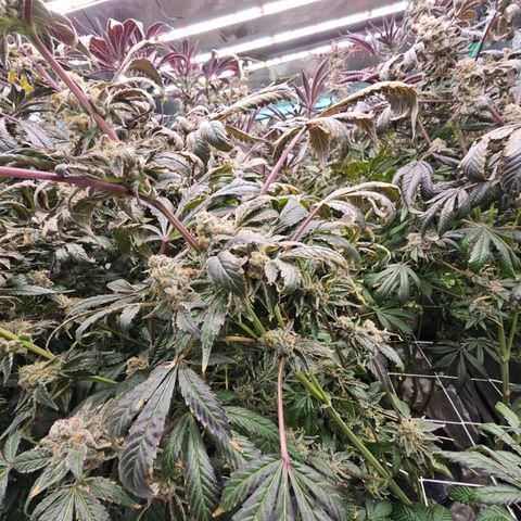 Grape Mint Cookie  growlog timeline photo
