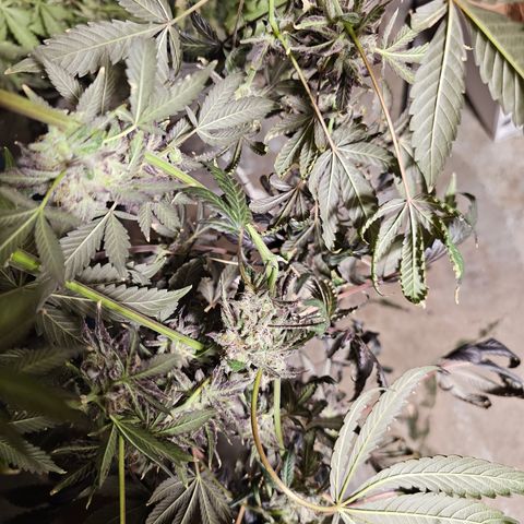 Grape Mint Cookie  growlog timeline photo