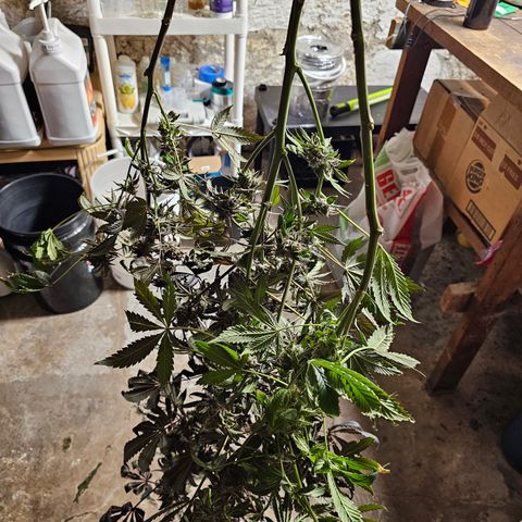 Grape Mint Cookie  growlog timeline photo