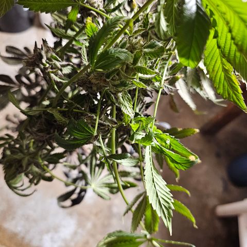 Grape Mint Cookie  growlog timeline photo