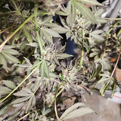 Grape Mint Cookie  growlog timeline photo