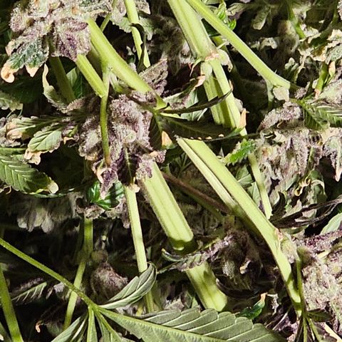 Grape Mint Cookie  growlog timeline photo