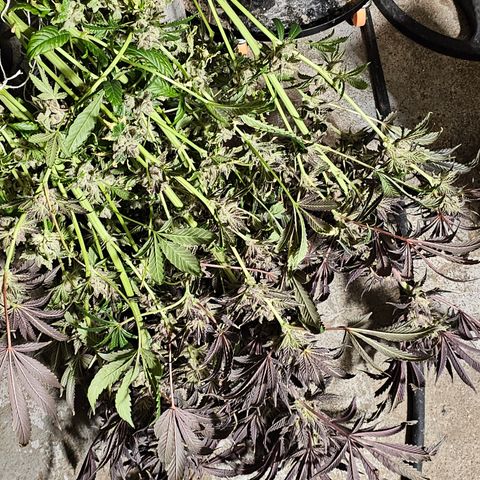 Grape Mint Cookie  growlog timeline photo