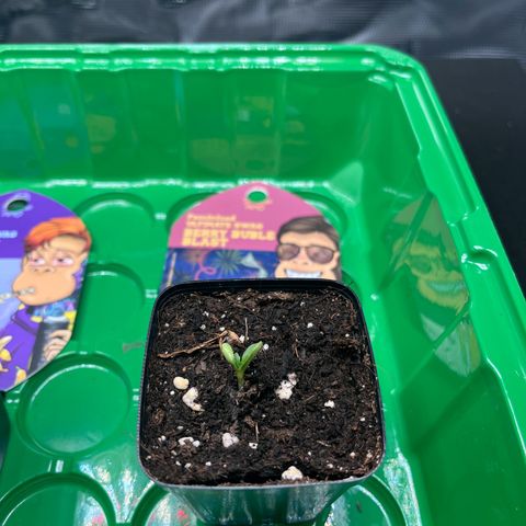 Berry Buble Blast  growlog timeline photo