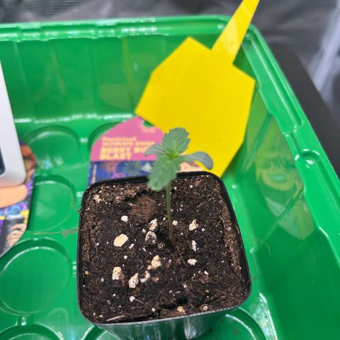 Berry Buble Blast  growlog timeline photo