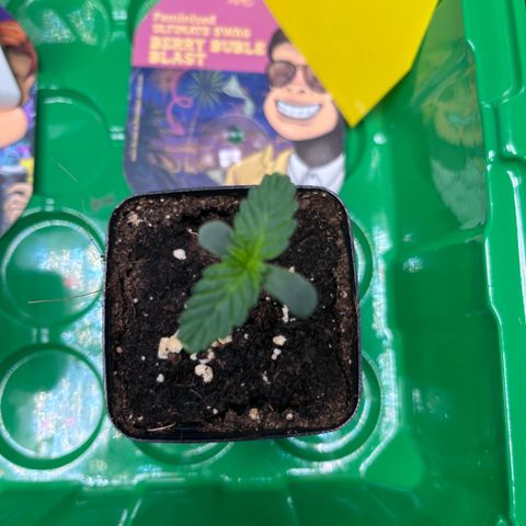 Berry Buble Blast  growlog timeline photo