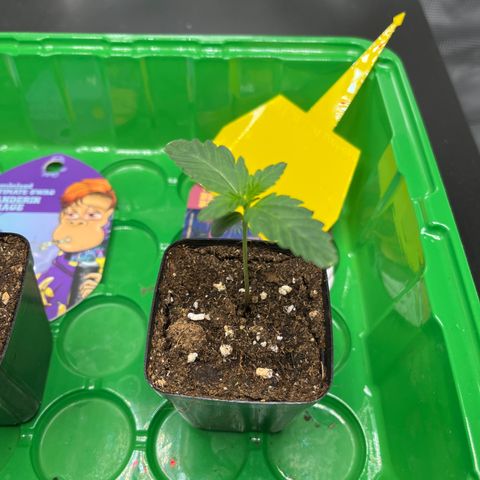 Berry Buble Blast  growlog timeline photo