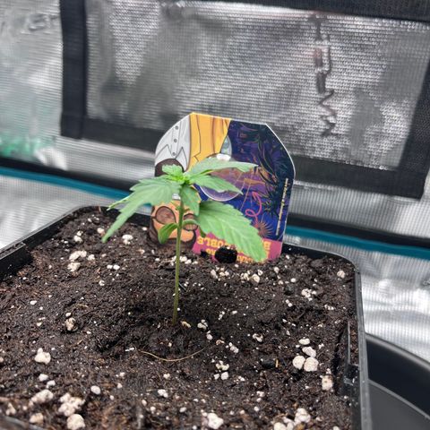 Berry Buble Blast  growlog timeline photo