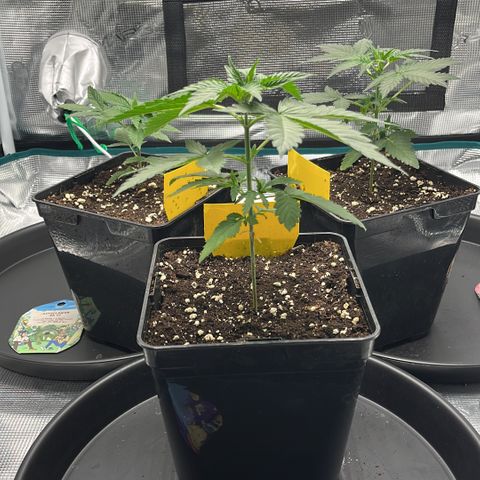 Berry Buble Blast  growlog timeline photo