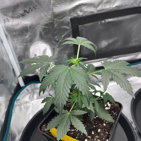 Berry Buble Blast  growlog timeline photo