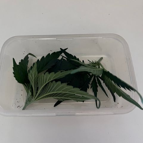 Berry Buble Blast  growlog timeline photo