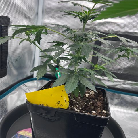 Berry Buble Blast  growlog timeline photo