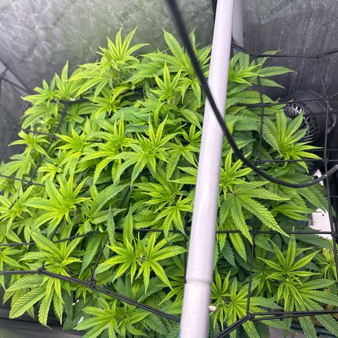 Chem d x lemon cherry gelato growlog timeline photo