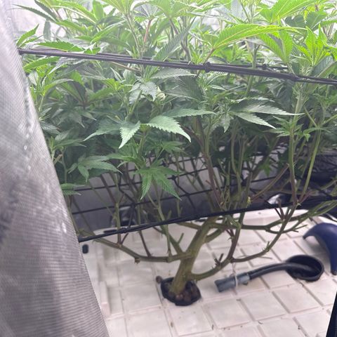 Chem d x lemon cherry gelato growlog timeline photo