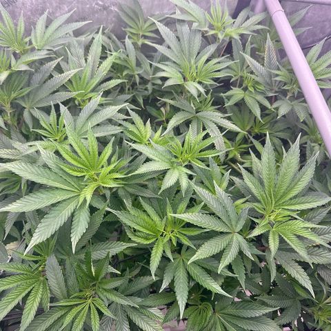 Chem d x lemon cherry gelato growlog timeline photo