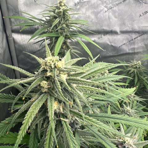 Blue dream growlog timeline photo