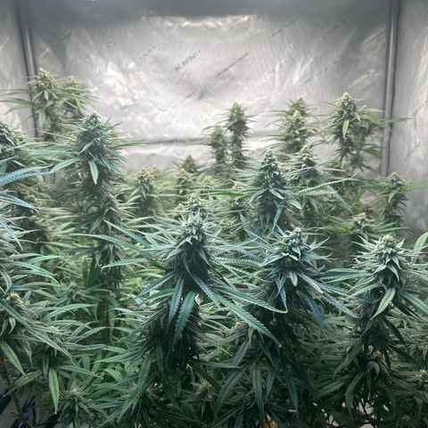 Blue dream growlog photo: Chunking up