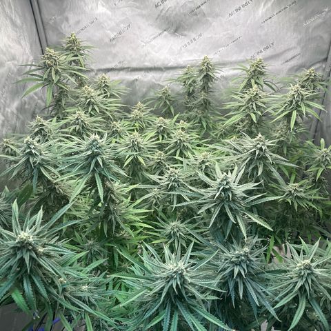 Blue dream growlog photo: Chunking up