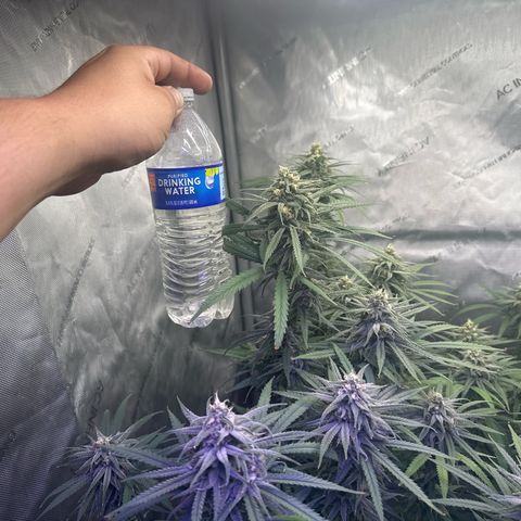 Blue dream growlog photo: Size comparison 